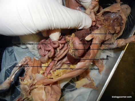 Digestive - Rat Dissection